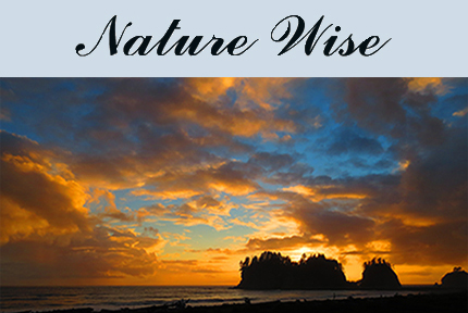 Logo For Nature Wise Tees
Sea-stacks silhouetted by a golden sunset in a broken cloud blue sky on the Pacific ocean in Washington State